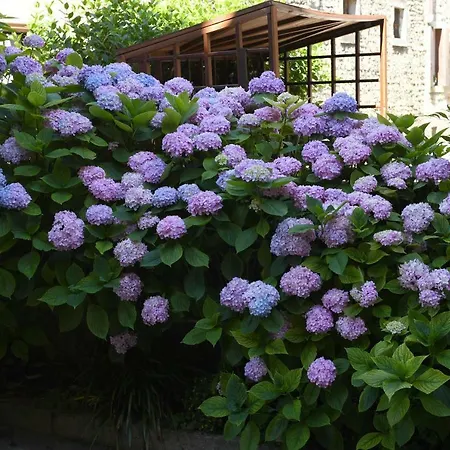 Isabella לינה וארוחת בוקר